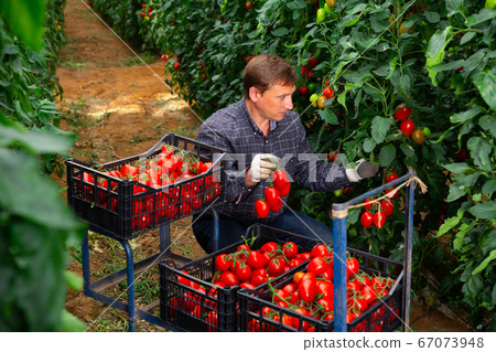Male farmer harvesting ripe tomatoes in greenhouse Male farmer harvesting ripe tomatoes in greenhouse 67073948