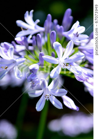 Agapanthus flower Agapanthus flower 67073949