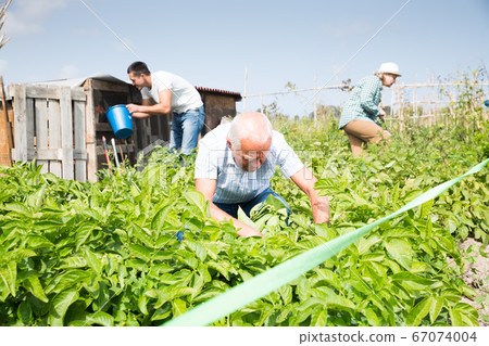 Friendly family weed potatoes on the field Friendly family weed potatoes on the field 67074004