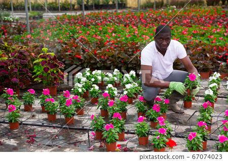 African american florist engaged in cultivation of Catharanthus roseus African american florist engaged in cultivation of Catharanthus roseus 67074023