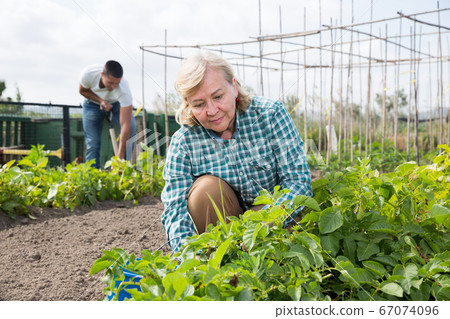 Adult son helping grandmother in the garden Adult son helping grandmother in the garden 67074096