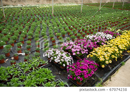 Rows of dimorfoteca plants in pots in greenhouse Rows of dimorfoteca plants in pots in greenhouse 67074238