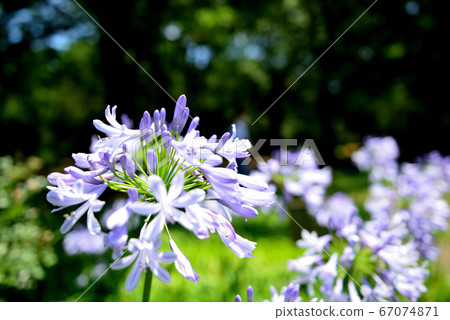Agapanthus flower Agapanthus flower 67074871