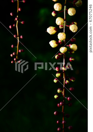 熱帶花卉/無花果 67075246