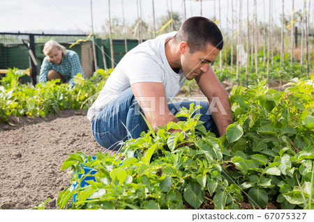 Adult son, along with his parents, weeds potatoes on the field 67075327