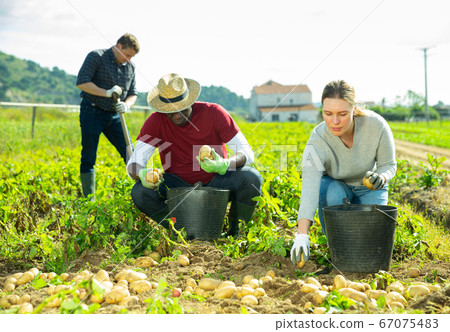 People gathering crop of potatoes 67075483