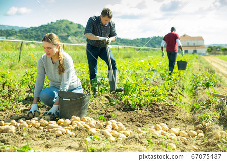 Family of horticulturists during harvesting potatoes in field 67075487