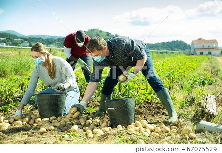 Woman in protective medical masks helps men harvests potatoes on field 67075529