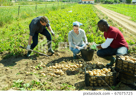 People gathering crop of potatoes 67075725