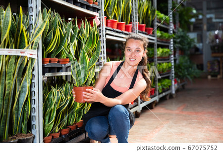 Garden store worker holding plants of sansevieria Garden store worker holding plants of sansevieria 67075752