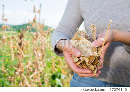 Hands of gardener holding harvest of beans outdoor Hands of gardener holding harvest of beans outdoor 67076140