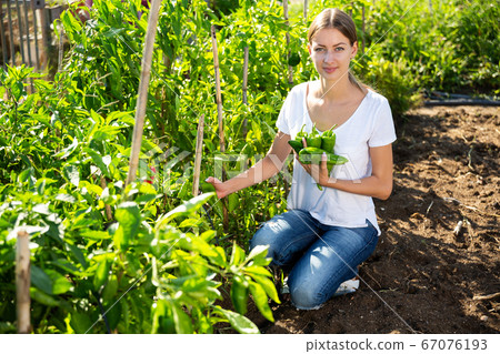 Young woman horticulturist picking harvest of peppers in garden Young woman horticulturist picking harvest of peppers in garden 67076193