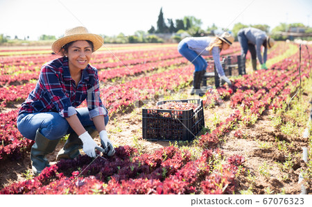 Latin american female farmer in a team harvesting lettuce Latin american female farmer in a team harvesting lettuce 67076323