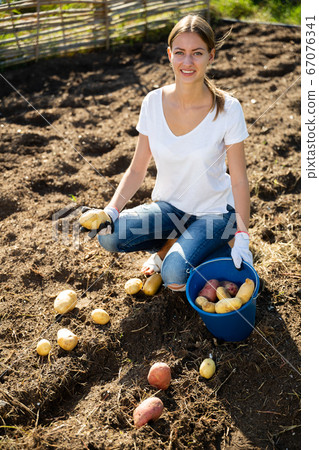 Young woman harvesting potatoes in the garden Young woman harvesting potatoes in the garden 67076341
