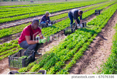 Hired afro american worker harvesting and sort arugula 67076386