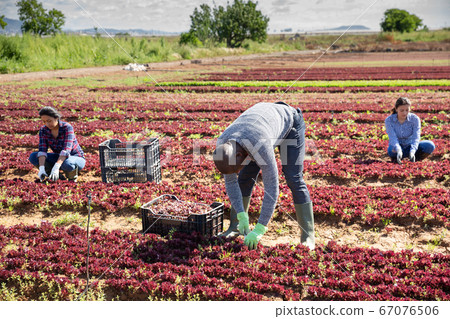 Farm workers harvesting red lettuce Farm workers harvesting red lettuce 67076506