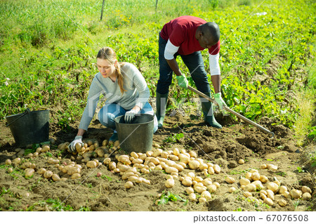 Man and woman harvest crop of potatoes on the field Man and woman harvest crop of potatoes on the field 67076508