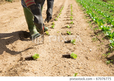 Planting lettuce seedlings 67076775