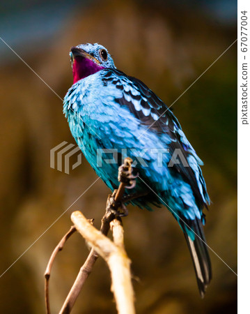 Spangled Cotinga, Cotinga Cayana, Detail Portrait of Exotic Rare