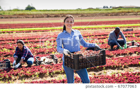 Cheerful Hispanic woman with box of red lettuce Cheerful Hispanic woman with box of red lettuce 67077063