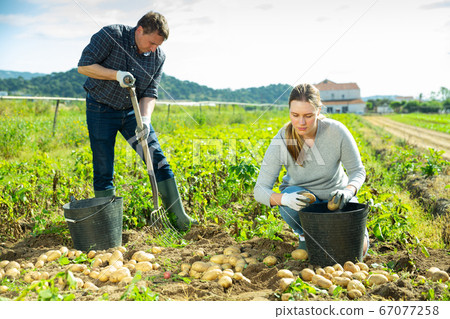 Man is dripping potatoes by shovel, woman picking harvest Man is dripping potatoes by shovel, woman picking harvest 67077258