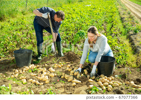 Couple of farmers picking potatoes Couple of farmers picking potatoes 67077366