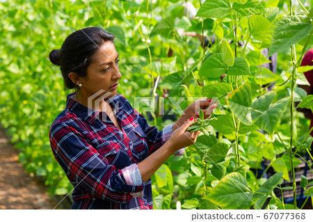 Female latino farmer harvests beans in a greenhouse Female latino farmer harvests beans in a greenhouse 67077368