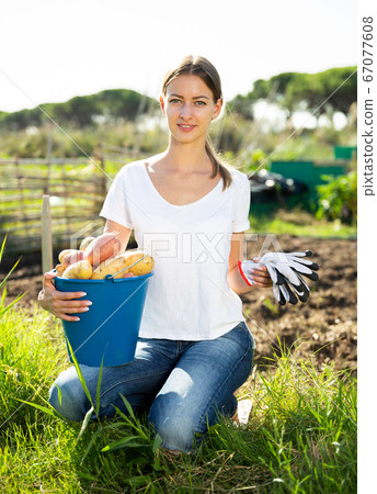 Young woman harvesting potatoes in the garden Young woman harvesting potatoes in the garden 67077608