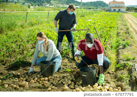 People in medical masks picking potatoes People in medical masks picking potatoes 67077791