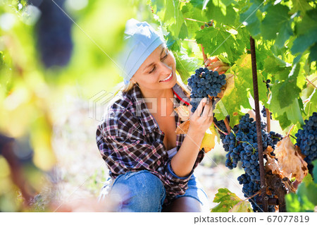 Female staff cutting clusters of wine grape Female staff cutting clusters of wine grape 67077819