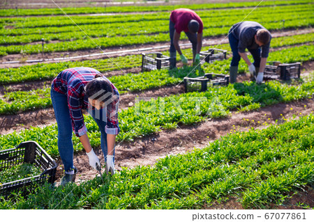 Hired female worker collects fresh green arugula on a field 67077861