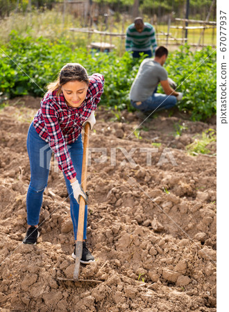Woman professional gardener using mattock during working 67077937