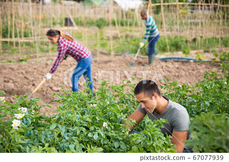 Man gardener while harvesting of potatoes in green garden Man gardener while harvesting of potatoes in green garden 67077939
