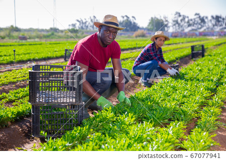 African american farmer collects arugula with workers African american farmer collects arugula with workers 67077941