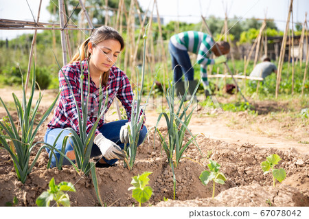 Female latino farmer weeds a bed of vegetables Female latino farmer weeds a bed of vegetables 67078042