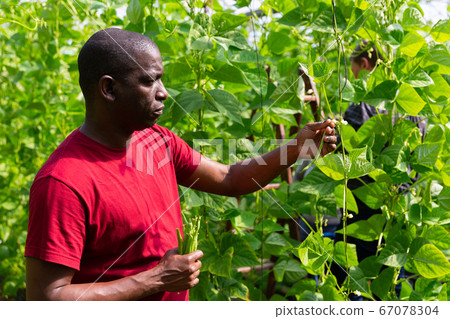 African american farm owner picks beans in a greenhouse African american farm owner picks beans in a greenhouse 67078304