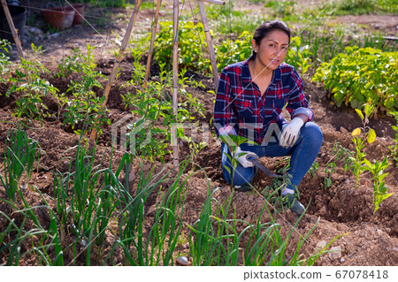 Peruvian woman sitting near greens and vegetables seedlings Peruvian woman sitting near greens and vegetables seedlings 67078418