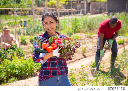 Woman gardener holding basket with harvest of fresh vegetables Woman gardener holding basket with harvest of fresh vegetables 67078458