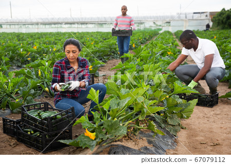 Team of farmers work together harvesting zucchini Team of farmers work together harvesting zucchini 67079112