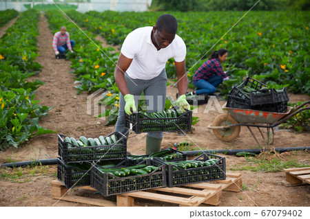 African American stacking boxes with harvested green zucchini 67079402