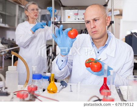 Scientist checking agricultural products Scientist checking agricultural products 67079512