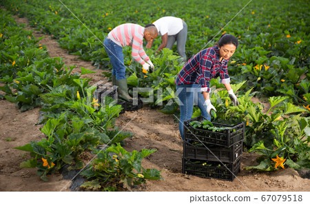Farmers work on field - harvesting zucchini Farmers work on field - harvesting zucchini 67079518