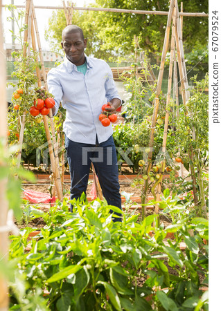 Male farmer with a box of tomatoes in the garden 67079524