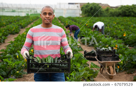 Latino male farmer storing boxes with zucchini Latino male farmer storing boxes with zucchini 67079529