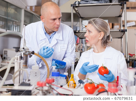Scientists injecting reagent into tomatoes Scientists injecting reagent into tomatoes 67079631