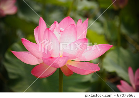 一朵蓮花 一朵蓮花 67079665