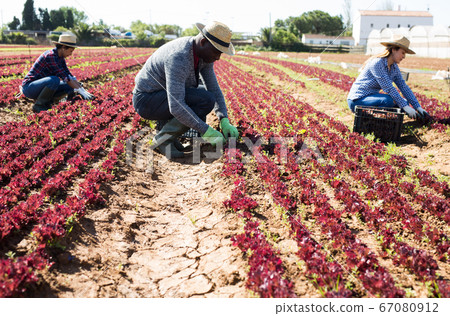 Three workers harvest red lettuce 67080912