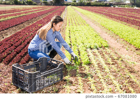 Latin american female farmer uses a knife for harvesting green lettuce Latin american female farmer uses a knife for harvesting green lettuce 67081080