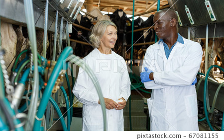 Two workers near milking line Two workers near milking line 67081155