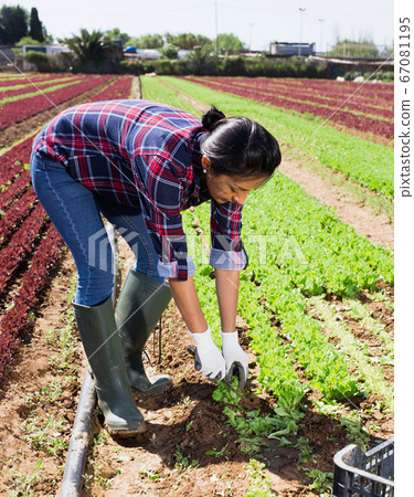 Peruvian female horticulturist gathering lettuce crop Peruvian female horticulturist gathering lettuce crop 67081195